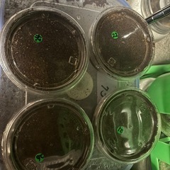 ニジイロクワガタ幼虫の画像