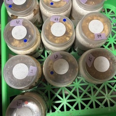 国産オオクワガタ幼虫の画像