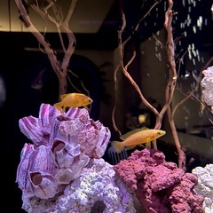 アフリカンシクリッド　熱帯魚の画像