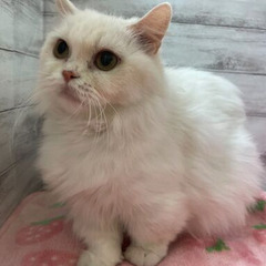 ずっとのお家が決まりました。ありがとうございます。