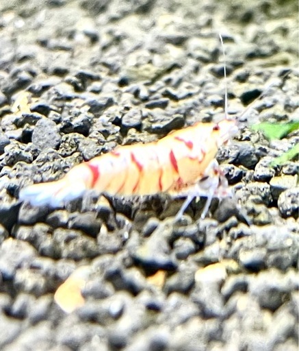 《取引成立》【特選】shrimp ヴィクトリア 1匹 ＋ おまけ 太極 9匹 計 10匹 ファンシータイガーシュリンプ