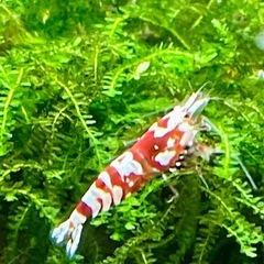 【特選】shrimp ヴィクトリア 1匹 ＋ おまけ 太極 9匹 計 10匹 ファンシータイガーシュリンプの画像