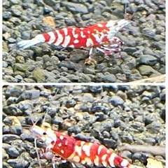 【特選】shrimp ヴィクトリア 1匹 ＋ おまけ 太極 9匹 計 10匹 ファンシータイガーシュリンプの画像