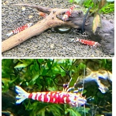 【特選】shrimp ヴィクトリア 1匹 ＋ おまけ 太極 9匹 計 10匹 ファンシータイガーシュリンプの画像