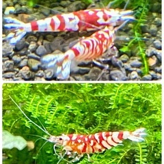 【特選】shrimp ヴィクトリア 1匹 ＋ おまけ 太極 9匹 計 10匹 ファンシータイガーシュリンプの画像