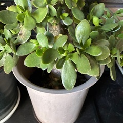 多肉植物＊金のなる木 2鉢（単品可）の画像