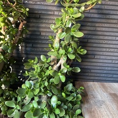 多肉植物＊金のなる木 2鉢（単品可）の画像