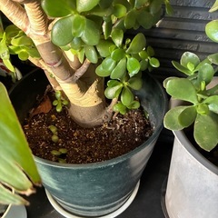 多肉植物＊金のなる木 2鉢（単品可）の画像