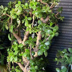 多肉植物＊金のなる木 2鉢（単品可）の画像