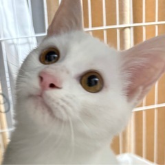 白猫カギしっぽ　生後約4ヶ月　オス