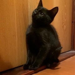 里親を探しています