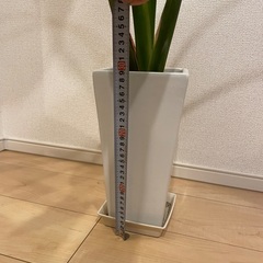 観葉植物（オーガスタ）の画像