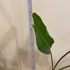 観葉植物（オーガスタ）の画像