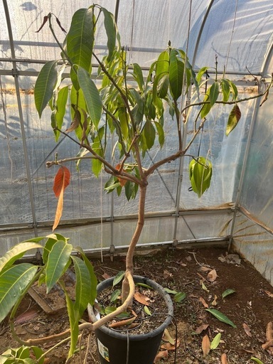 【マンゴー苗木】キーツ