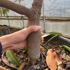 【マンゴー苗木】キーツの画像