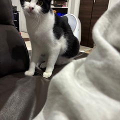 生後7か月　オス　八戸市　里親募集 - 里親募集