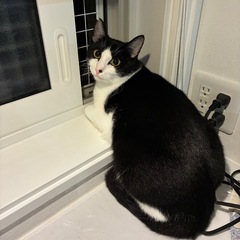 生後7か月　オス　八戸市　里親募集 − 青森県