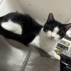 生後7か月　オス　八戸市　里親募集