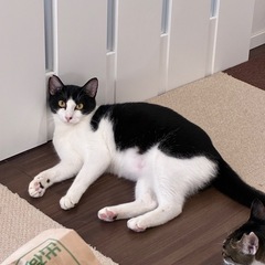 生後7か月　オス　八戸市　里親募集 - 猫