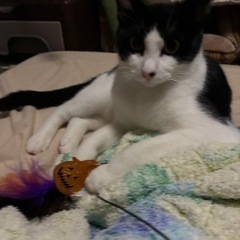 生後7か月　オス　八戸市　里親募集 - 八戸市