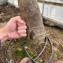 マンゴー成木【アーウィン】の画像