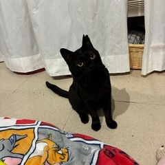 推定一歳　メス2匹　八戸市　里親募集