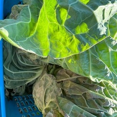 白菜、キャベツの外葉の画像