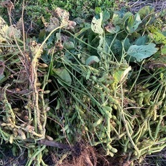 ①11/18黒枝豆の画像