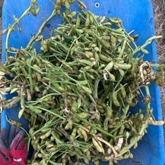 ①11/18黒枝豆の画像