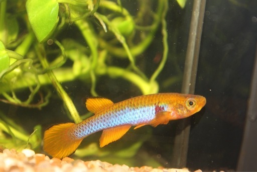 その他 Aphyosemion ocellatum Molo RC2020/53 1pair