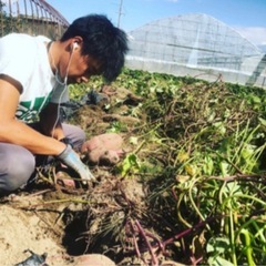 さつまいも収穫体験の画像