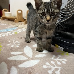 生後2ヶ月(推定)イケメン男子