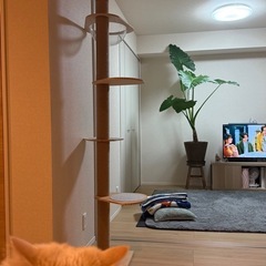 キャットタワーの画像