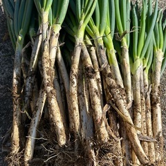 土付き白ネギの画像