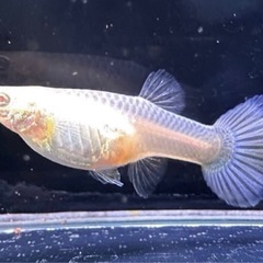 RREAモスコーピンク 稚魚 3ペアの画像