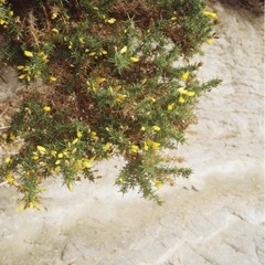 お庭のお手入れおまかせください！