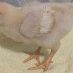 鶏 ひよこ 雛　ボリスブラウン♂　生後2週間