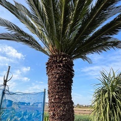 ソテツ🌴メスカブ❗️花咲いてます‼️の画像