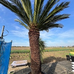 ソテツ🌴メスカブ❗️花咲いてます‼️の画像
