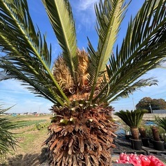 ソテツ🌴メスカブ❗️花咲いてます‼️の画像