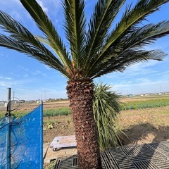 ソテツ🌴メスカブ❗️花咲いてます‼️の画像
