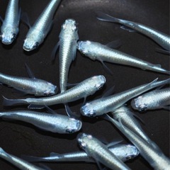 幹之メダカ(みゆきメダカ)の画像