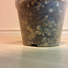 モンステラ　オベリクアペルー
の画像