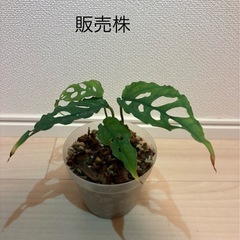 モンステラ　オベリクアペルー
の画像