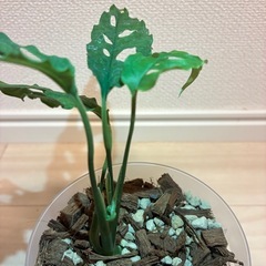 モンステラ　オベリクアペルー
の画像