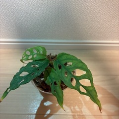 モンステラ　オベリクアペルー
の画像