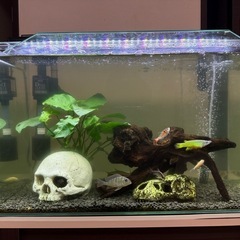 熱帯魚　各種の画像