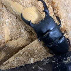 ヒラタクワガタ60ミリ台　2ペアの画像