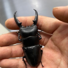 ヒラタクワガタ60ミリ台　2ペアの画像