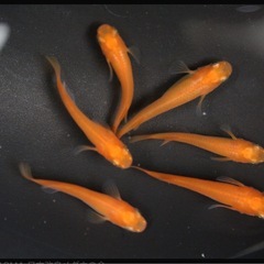 楊貴妃メダカの画像